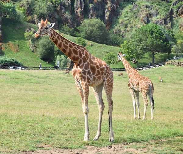 Uma Bela Girafa Safari África — Fotografia de Stock