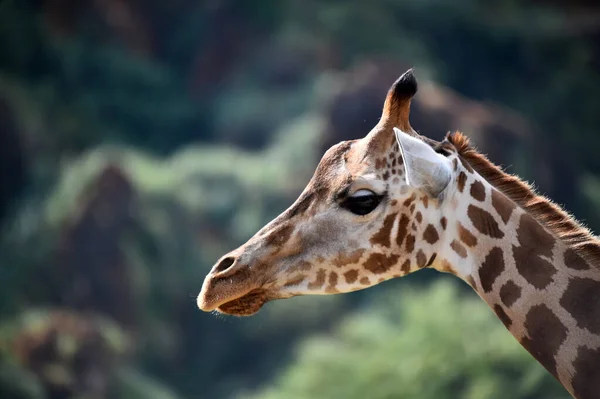 Une Belle Girafe Sur Safari Afrique — Photo