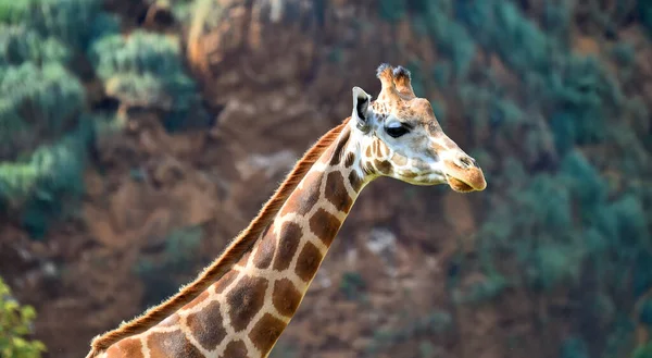 Afrika Safaride Güzel Bir Zürafa — Stok fotoğraf