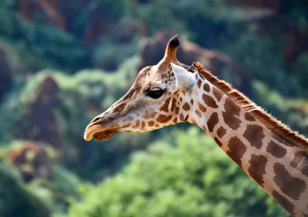 Egy Gyönyörű Zsiráf Szafarin Afrikában — Stock Fotó