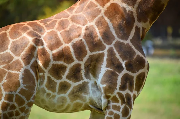 Une Belle Girafe Sur Safari Afrique — Photo