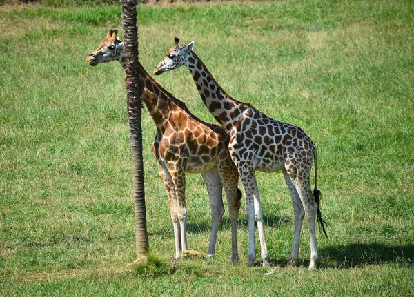 Une Belle Girafe Sur Safari Afrique — Photo