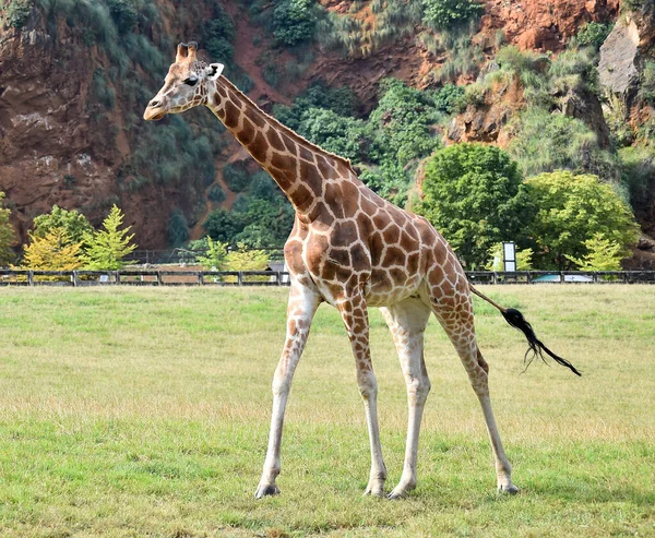 Une Belle Girafe Sur Safari Afrique — Photo