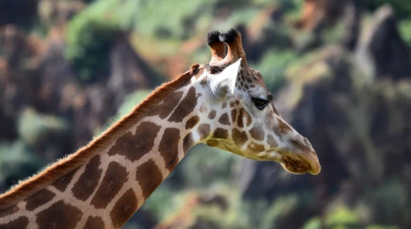 a beautiful giraffe on the safari in africa