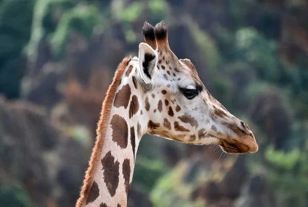 Une Belle Girafe Sur Safari Afrique — Photo
