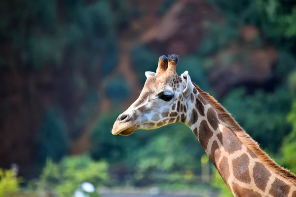 Afrika Safaride Güzel Bir Zürafa — Stok fotoğraf