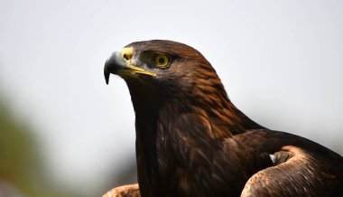 İspanya 'nın altın kartalı.