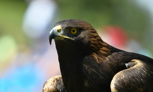 Ein Steinadler Aus Spanien — Stockfoto