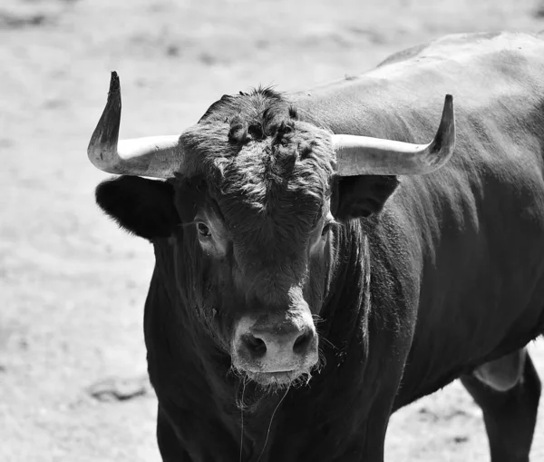 大きな角を持つ強い雄牛の頭です — ストック写真