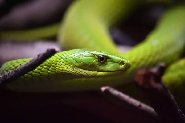 Una Serpiente Verde Selva —  Fotos de Stock