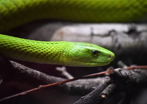 Uma Cobra Verde Selva — Fotografia de Stock