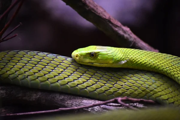 Uma Cobra Verde Selva — Fotografia de Stock