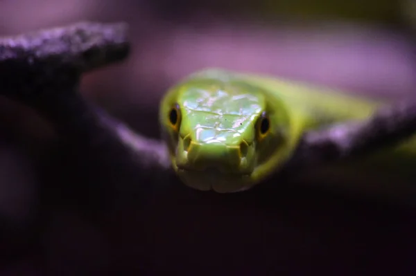 丛林里的一条绿色蛇 — 图库照片