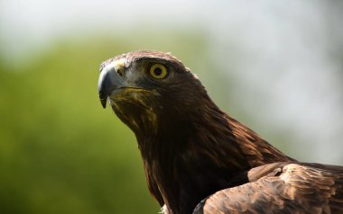 Görkemli bir altın kartal başı.