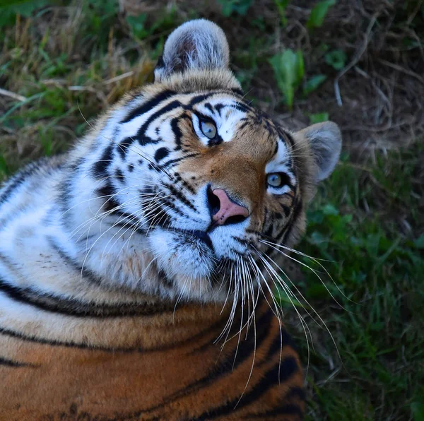 Powerful Tiger Zoo — Stock Photo, Image