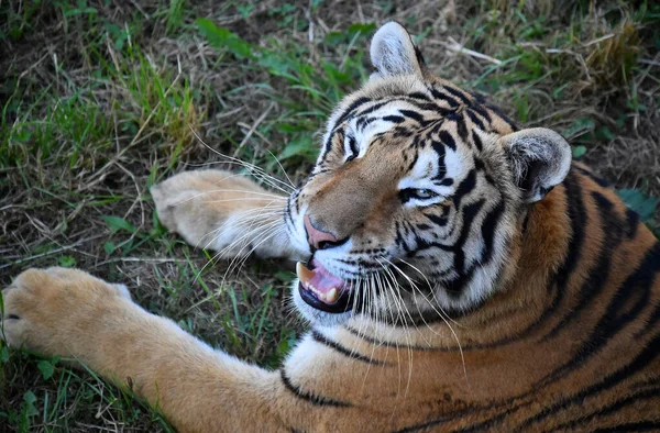 Powerful Tiger Zoo — Stock Photo, Image