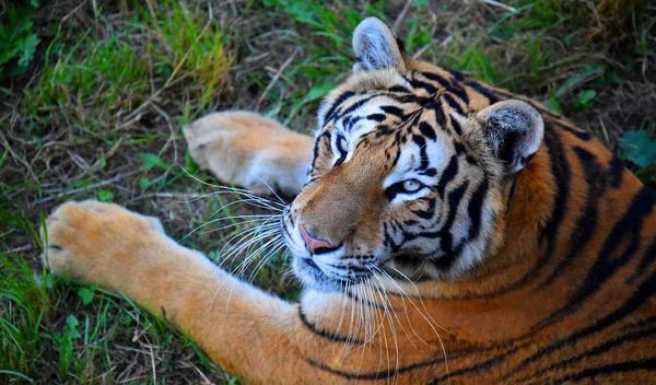 Poderoso Tigre Zoológico — Fotografia de Stock