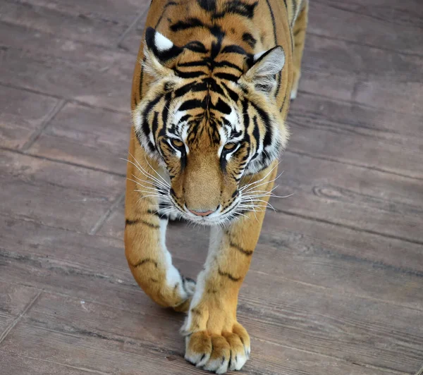 Una Potente Tigre Sullo Zoo — Foto Stock