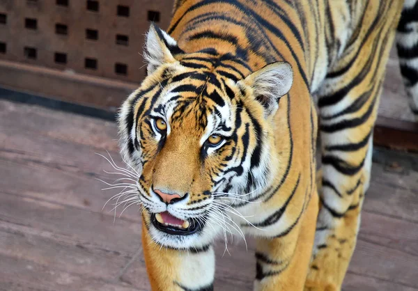 Kraftfull Tiger Zoo — Stockfoto