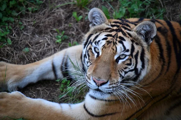 Puissant Tigre Sur Zoo — Photo