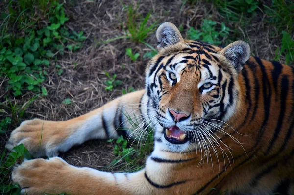 Powerful Tiger Zoo — Stock Photo, Image