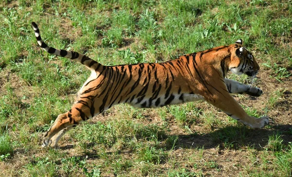 Poderoso Tigre Zoológico — Fotografia de Stock