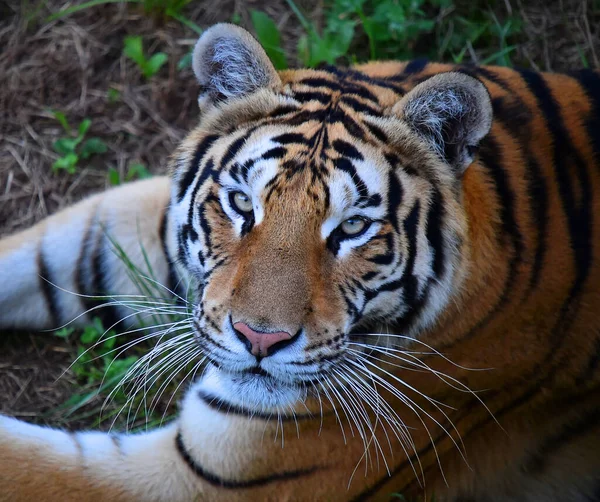 Ein Mächtiger Tiger Zoo — Stockfoto