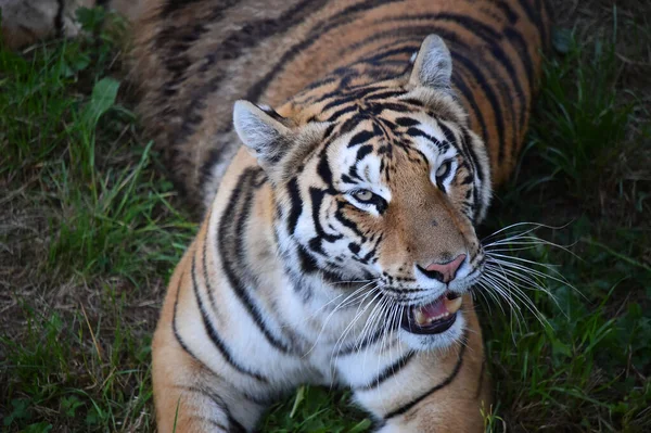 Powerful Tiger Zoo — Stock Photo, Image
