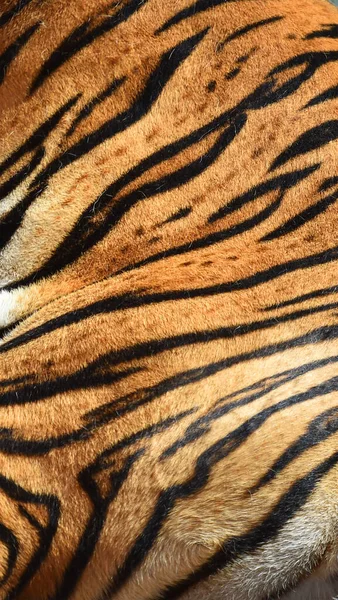Puissant Tigre Sur Zoo — Photo