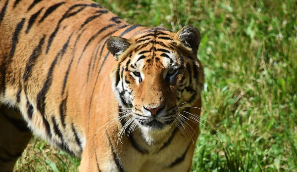 Powerful Tiger Zoo — Stock Photo, Image