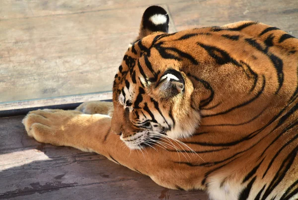 Kraftfull Tiger Zoo — Stockfoto