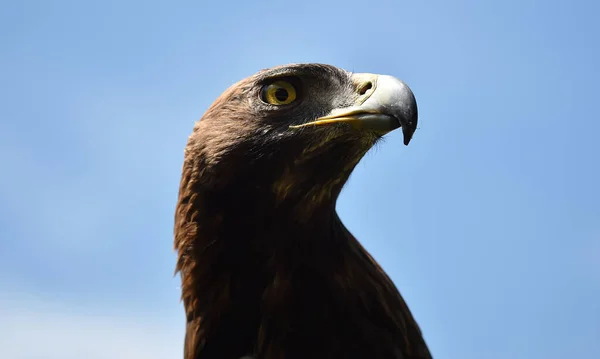 a head of majestic golden eagle