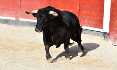 Boğa güreşinde büyük boynuzlu İspanyol siyah boğası