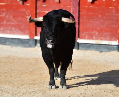 Boğa güreşinde büyük boynuzlu İspanyol siyah boğası