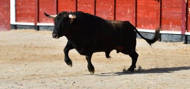 Boğa güreşinde büyük boynuzlu İspanyol siyah boğası