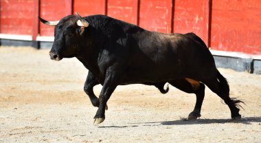 Boğa güreşinde büyük boynuzlu İspanyol siyah boğası