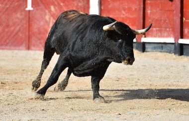 Boğa güreşinde büyük boynuzlu İspanyol siyah boğası