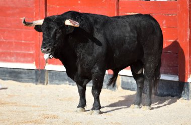 Boğa güreşinde büyük boynuzlu İspanyol siyah boğası