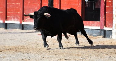 Boğa güreşinde büyük boynuzlu İspanyol siyah boğası