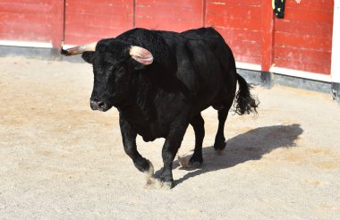 Boğa güreşinde büyük boynuzlu İspanyol siyah boğası