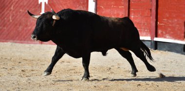 Boğa güreşinde büyük boynuzlu İspanyol siyah boğası