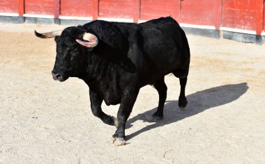 Boğa güreşinde büyük boynuzlu İspanyol siyah boğası