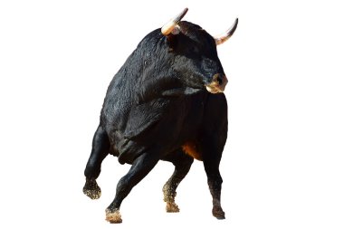 Boğa güreşinde büyük boynuzlu İspanyol siyah boğası