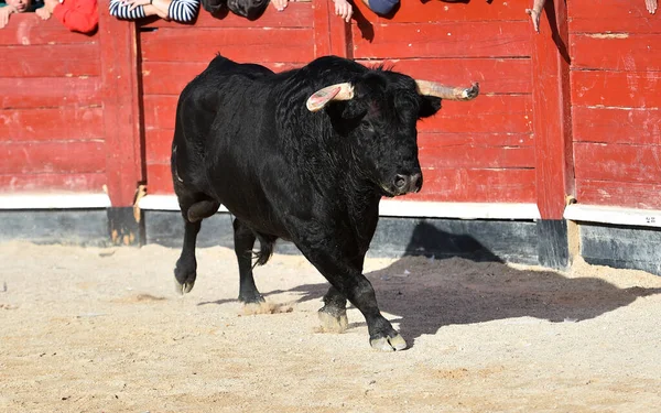 Spanyol Fekete Bika Nagy Szarvú Látvány Bikaviadal — Stock Fotó