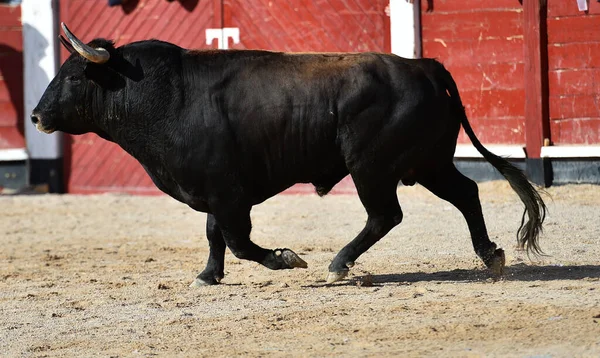 Taureau Noir Espagnol Avec Grandes Cornes Dans Spectacle Corrida — Photo