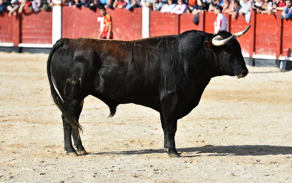 在斗牛的场面中 一头长着大角的西班牙黑牛 — 图库照片