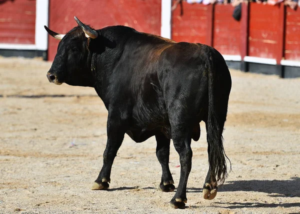 Spaanse Zwarte Stier Met Grote Hoorns Een Spektakel Van Stierengevecht — Stockfoto