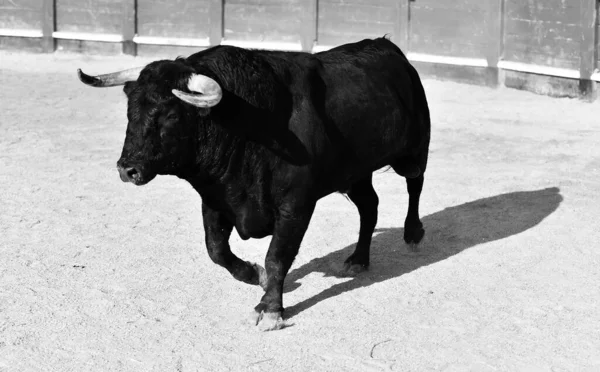 Испанский Черный Бык Большими Рогами Зрелище Боя Быков — стоковое фото