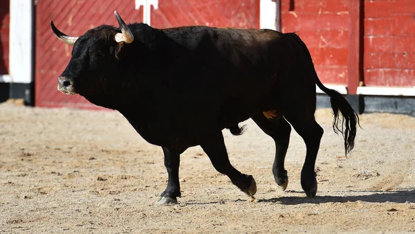 Touro Preto Espanhol Com Chifres Grandes Espetáculo Tourada — Fotografia de Stock