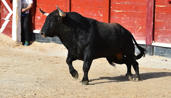 在斗牛的场面中 一头长着大角的西班牙黑牛 — 图库照片